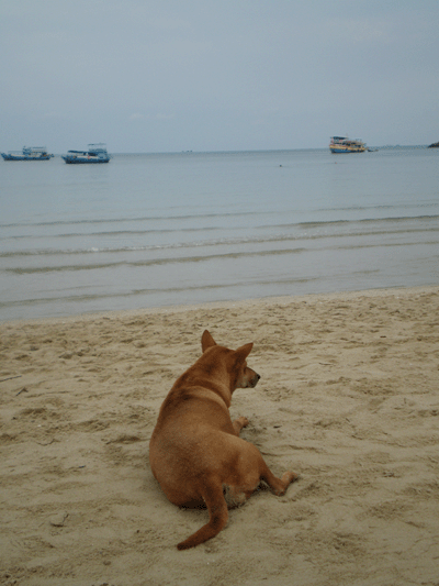 หมาทะเล