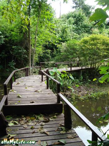 สะพานไม้